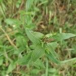 Silene noctiflora Levél