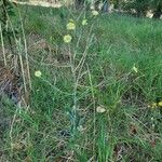 Lactuca virosa Habit