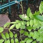 Millettia japonica Leaf
