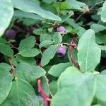 Vaccinium ovalifolium Fruit