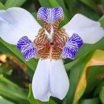 Trimezia gracilis Λουλούδι