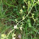 Thesium linophyllon Flower