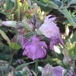 Nicotiana tabacum 花