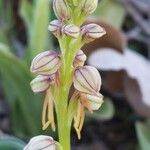 Orchis anthropophora Květ