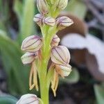 Orchis anthropophora 花