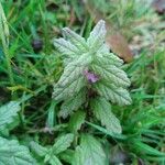 Teucrium scordium Elinympäristö