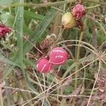 Diplocyclos palmatus Fruit