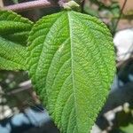 Lippia alba Foglia