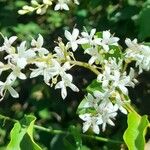 Ligustrum sinense Blüte