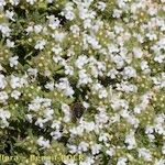 Thymus atlanticus Bark