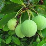 Calophyllum inophyllum Frukt