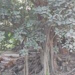 Ficus benghalensis Deilen