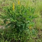 Crotalaria mitchellii Облик