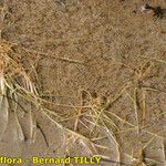 Eleocharis parvula Otro