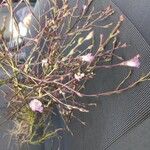 Agalinis tenuifolia Květ