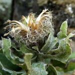 Centaurea pectinata Flower