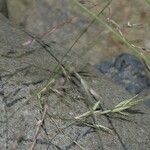 Eragrostis acutiflora