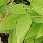 Phlox paniculata Leaf