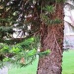 Araucaria cunninghamii Casca