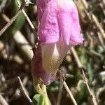 Antirrhinum charidemi Květ