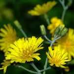 Hieracium glaucinum Habit