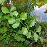 Alnus glutinosa Deilen