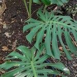 Monstera deliciosa Habit
