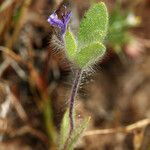 Trichostema oblongum Cvet