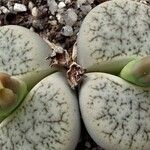 Lithops pseudotruncatella 花