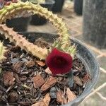 Huernia macrocarpa Žiedas