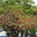 Erythrina speciosa Pokrój