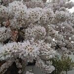 Prunus × yedoensis Cvet