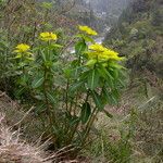 Euphorbia luteoviridis Habitus