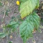 Kerria japonica Leaf