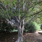 Quercus castaneifolia Bark