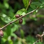 Prunus incana Fruit