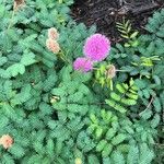 Mimosa quadrivalvis Flors