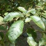 Tabebuia rosea Leaf