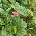 Clerodendrum umbellatum Blüte