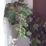 Begonia foliosa Kvet