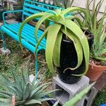 Aloe vanbalenii برگ