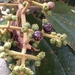 Miconia sciaphila Fruit