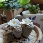 Lithops karasmontana Leaf