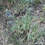 Eryngium amethystinum Агульны выгляд