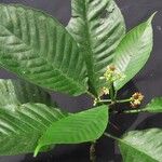 Psychotria panamensis Nyingine
