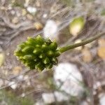 Ranunculus gramineus Fruto