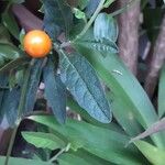 Solanum pseudocapsicum Folha