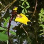 Utricularia vulgaris Blomma