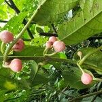 Siparuna thecaphora Fruit