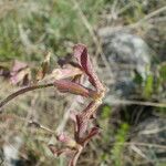 Hesperis tristis Flor